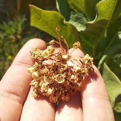 Asclepias otarioides