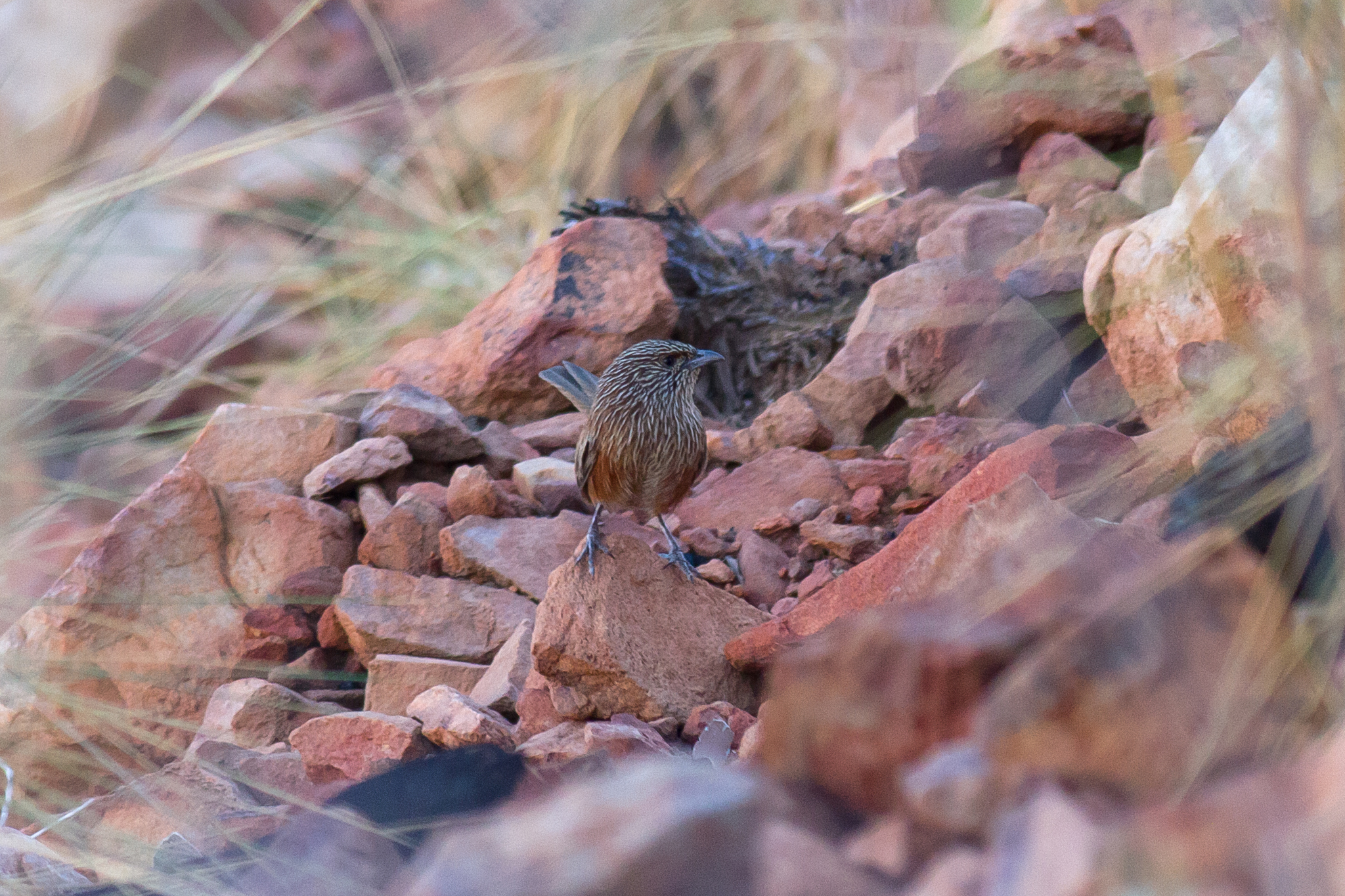 Kalkadoon Grasswren (Amytornis ballarae), photo 5