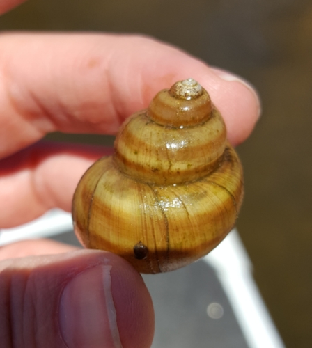 Banded Mystery Snail