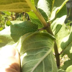 Asclepias otarioides