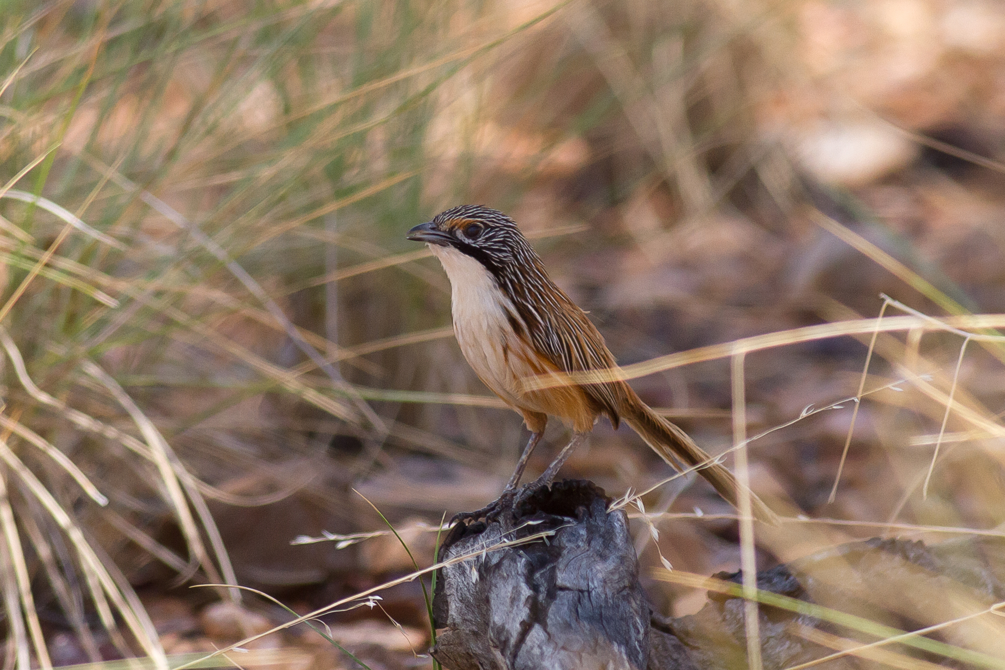 Carpentarian Grasswren (Amytornis dorotheae), photo 8