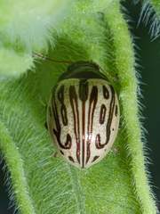 Zygogramma heterothecae