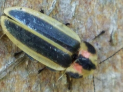 Pyractomena angulata