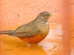 Turdus rufiventris