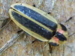 Pyractomena angulata