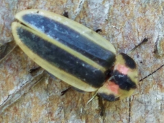 Pyractomena angulata