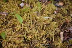 Cladonia maxima