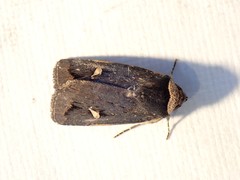 Proteuxoa cinereicollis