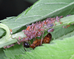 Aphis spiraephila