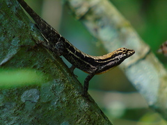 Anolis mccraniei