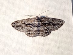 Scioglyptis loxographa