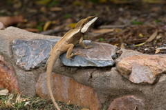 Amphibolurinae