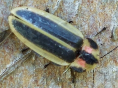 Pyractomena angulata