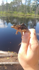 Lithobates virgatipes