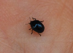 Oomorphoides cupreatus