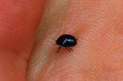 Oomorphoides cupreatus