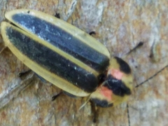 Pyractomena angulata