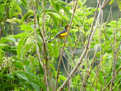 Myioborus melanocephalus