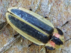 Pyractomena angulata
