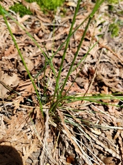 Festuca occidentalis