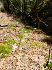 Festuca occidentalis