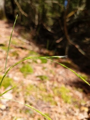 Festuca occidentalis