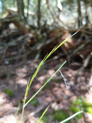 Festuca occidentalis