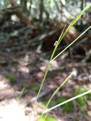 Festuca occidentalis