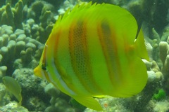 Chaetodon rainfordi