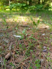 Cerastium semidecandrum