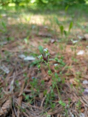 Cerastium semidecandrum