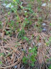 Cerastium semidecandrum
