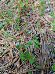 Cerastium semidecandrum