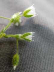 Cerastium semidecandrum