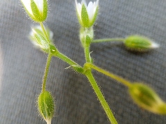Cerastium semidecandrum