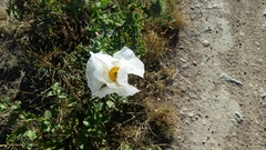 Argemone albiflora texana