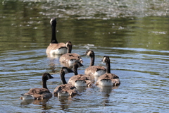 Branta canadensis