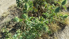 Argemone albiflora texana