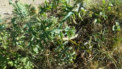 Argemone albiflora texana