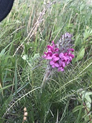 Pedicularis rubens