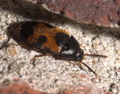 Mycetophagus punctatus