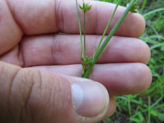 Juncus acuminatus