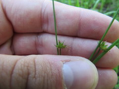 Juncus acuminatus