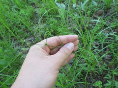 Juncus acuminatus
