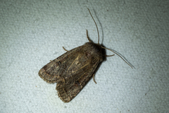 Protorthodes oviduca