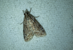 Scoparia penumbralis