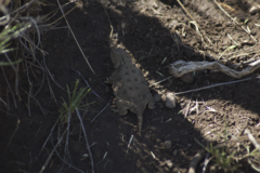 Phrynosoma douglasii