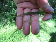 Festuca subverticillata
