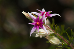 Boronia lanuginosa