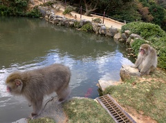 Macaca fuscata fuscata